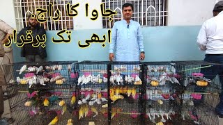 Birds Market Lalukhet Sunday Video Latest Update 311223 in UrduHindi [upl. by Nereil]