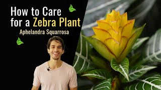 How to Care for a Zebra Plant Aphelandra Squarrosa [upl. by Laaspere802]