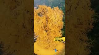 은행나무Ginkgo biloba money Gold tree Carpet How make money billions 💰 💘 he 💕 billionsbillionaire봄봄 [upl. by Guido]