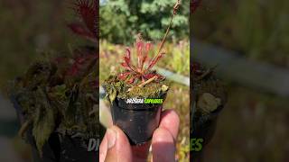 Drosera Capillaris muito linda plantacarnivora plantascarnivoras [upl. by Hguh]