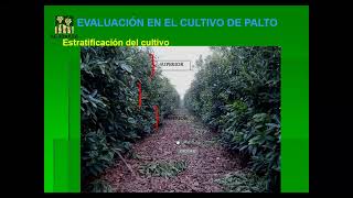 📚CURSOIIICONTROL DE PLAGAS Y ENFERMEDADES EN EL CULTIVO DE PALTO📚 [upl. by Nivanod78]