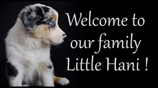 Introducing Hani  My lovely Puppy Border Collie  Birth to 2 months [upl. by Perloff379]