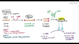 125 Glycolysis Cambridge AS A Level Biology 9700 [upl. by Price]