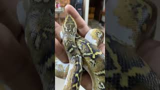 reticulated colourful python snakevideo saveanimalssavenature snakes reel [upl. by Pembrook311]