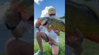 Gigantic peacock bass  b peacokbass fishing bassfishing freshwaterfish [upl. by Ilime]