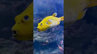 Dog Face Puffer Fish🦈🐟 facts shorts youtubeshorts [upl. by Tabbie]