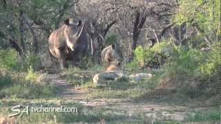 Rhino vs Lion Unexpected Wildlife Encounter [upl. by Enneibaf]