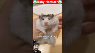 Baby Hamster cared by the lady babyanimal animals animallover wildlife pets [upl. by Sadirah]