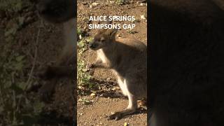 Spot BlackFooted Rock Wallabies at Simpsons Gap’s Towering Cliffs [upl. by Gilli]