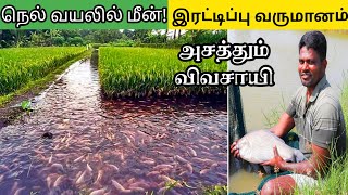 நெல் வயலில் மீன் வளர்த்து அசத்தும் விவசாயி இரு மடங்கு லாபம்  Fish cultivation in Rice paddy [upl. by Aihseket]