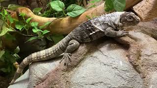 Zoo Animals Part 223 The Motagua Spinytailed Iguana [upl. by Yttig382]