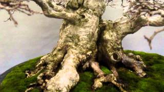 Noelanders Trophy 2012 Bonsai Exhibition Trees Part 2 [upl. by Azaria]