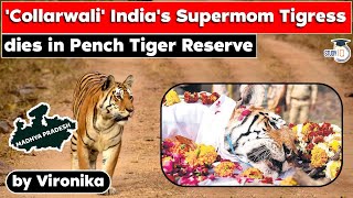 Collarwali  Supermom Tigress Who Gave Birth To 29 Cubs Dies In Madhya Pradesh  MPPSC UPSC Exams [upl. by Dumanian]