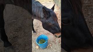 Why did Roxie end up in rescuehorsewelfare animalrescue equestrian horserescue horsehelp [upl. by Kluge]