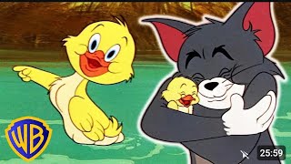 Best Of Little Quacker Tom and Jerry Classic Cartoon Compilation WB Kids [upl. by Lisab]