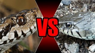 Couleuvre ou Vipère  Les serpents français [upl. by Bev]