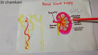 kidney physiology 38  Renal blood supply  Renal artery  interlobar [upl. by Larena455]