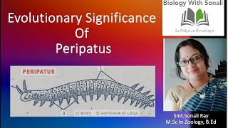 Evolutionary Significance Of Peripatus  B Sc 2nd Semester Zoology  Non Chordates Coelomate [upl. by Dine]