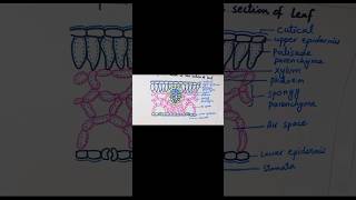 Transpiration through leaves easy diagram ytshorts youtube youtubeshorts [upl. by Belmonte]