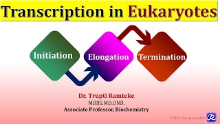 8 Transcription in Eukaryotes  Molecular Biology  Biochemistry NJOY Biochemistry [upl. by Eiramanitsirhc79]