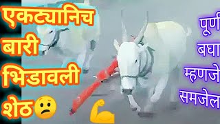 NaaDkhula बैलगाडा शर्यत Junnar Pune Maharashtra Bailgada Sharyat Bull Racing India HD [upl. by Servais]