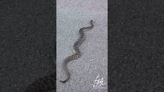 Beautiful Rattle Snake Crossing the Road [upl. by Naiviv]