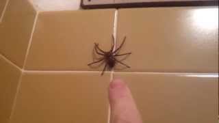 Huntsman Spider Jumps [upl. by Dnomder]