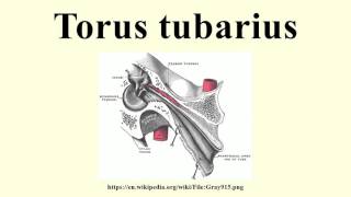 Torus tubarius [upl. by Llekram50]