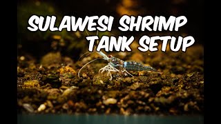 Sulawesi Shrimp Tank Setup From Sulawesi Lakes to Your Living Room Creating a Stunning Shrimp Tank [upl. by Huntley12]