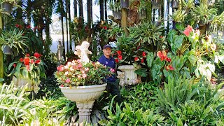 Un jardín mágico con hermosas floraciones 😀 en Antioquía [upl. by Malia]