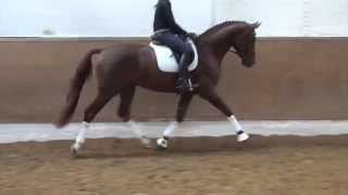 DannebrogFabriano stallion  2012 for sale [upl. by Bixby]