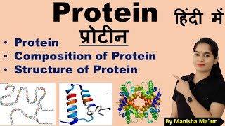 Protein  Structure of Protein  Composition of Protein  Protein in hindi [upl. by Aidul]