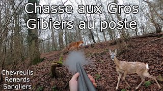 Chasse aux Gros Gibiers Chevreuils Renards Sangliers [upl. by Ayotl]