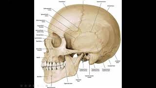 Anatomy of the cranial vault craniometric points craniocerebral relation [upl. by Laius177]