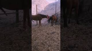 horses subscribe animals horse viralshorts [upl. by Ranip]