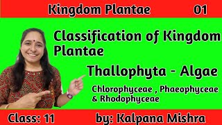 KINGDOM PLANTAE 01  CLASSIFICATION OF KINGDOM PLANTAE THALLOPHYTA CLASS 11 [upl. by Bohlen426]