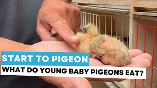 Start to pigeon what do young baby pigeons eat [upl. by Medovich346]