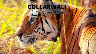 Collarwali Pench National Park  Jungle Safari [upl. by Kreg]