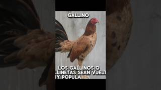 Cuál te gusta más rooster [upl. by Aciria]