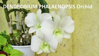 Dendrobium Phalaenopsis Orchid 3RD TIME BLOOMS [upl. by Yeroc214]