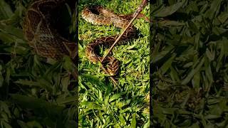 SERPIENTE 🐍 Venenosa  Yayarará de la Cruz shortvideo [upl. by Nurav]