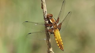 Broadbodied Chaser Libellula depressa [upl. by Alvina487]