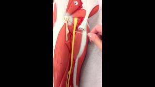 Sacral Plexus Anatomy on Model Plus the Femoral Nerve [upl. by Erasaec]