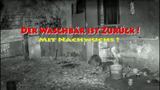 Der Waschbär ist zurück   2024  HD [upl. by Lagas]