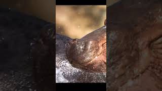 Hippo Vs Crocodile Fight Must Watch Till End Please Like And Subscribe foryou youtubeshorts fyp [upl. by Florie70]