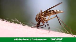 Facts About Mosquitoes by TruGreen [upl. by Mazur36]