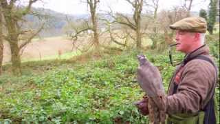 Hunting Pheasant with Goshawks in Ireland [upl. by Earezed68]