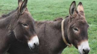 HAPPY IRISH DONKEYS [upl. by Ssilem182]