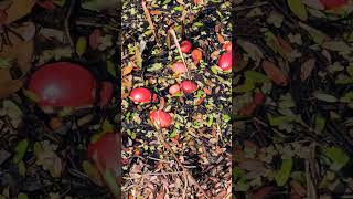 Insight the Cranberry Harvest Farm Tour shorts cranberry farm travel folkmusic [upl. by Ytte582]