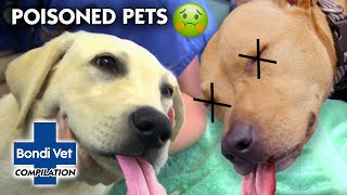 Poisoned Pets ☠ 🐾  Compilation  Bondi Vet [upl. by Sethi]